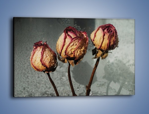 Obraz na płótnie – Ususzone zmoczone róże – jednoczęściowy prostokątny poziomy K944