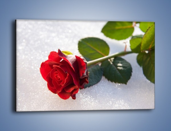 Obraz na płótnie – Gorąca róża na zmrożonej tafli – jednoczęściowy prostokątny poziomy K946