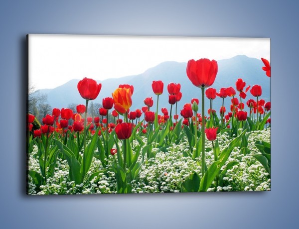 Obraz na płótnie – Konwalie wśród dojrzałych tulipanów – jednoczęściowy prostokątny poziomy K947