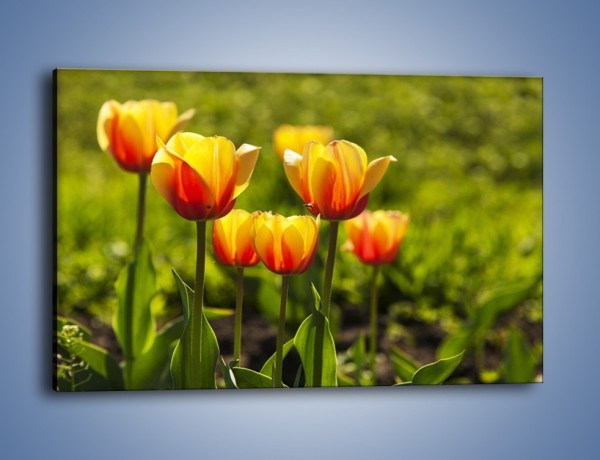 Obraz na płótnie – Pomarańczowe kwiaty i zieleń – jednoczęściowy prostokątny poziomy K952