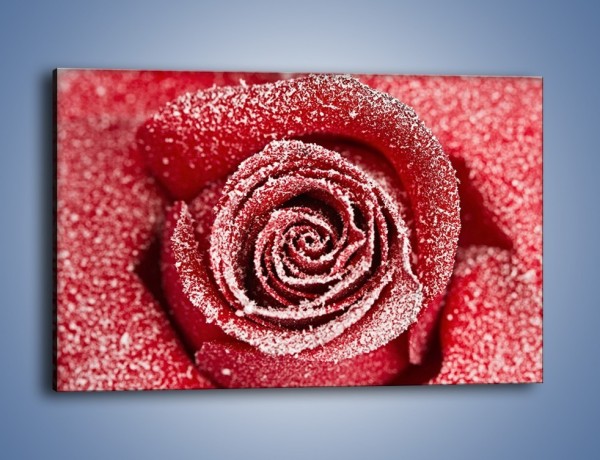 Obraz na płótnie – Szron na różanych płatkach – jednoczęściowy prostokątny poziomy K958