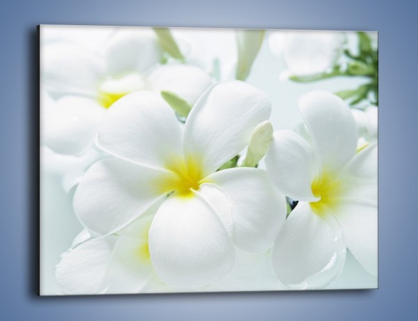 Obraz na płótnie – Śniegowe główki kwiatów – jednoczęściowy prostokątny poziomy K963