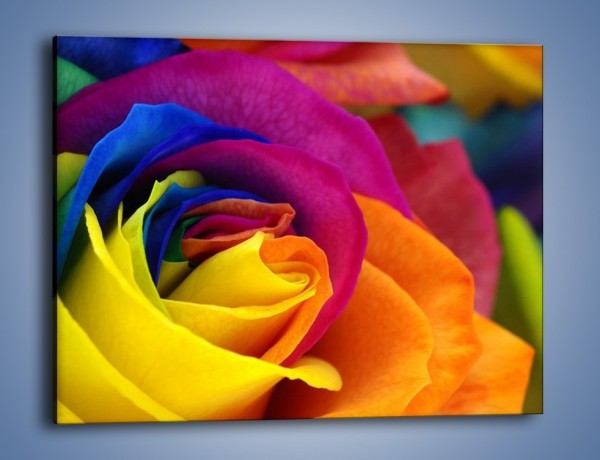 Obraz na płótnie – Pąki róż w kolorach tęczy – jednoczęściowy prostokątny poziomy K973