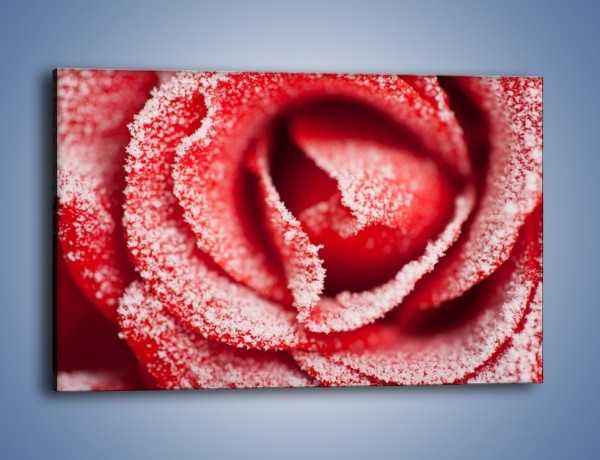 Obraz na płótnie – Zima widoczna na róży – jednoczęściowy prostokątny poziomy K974