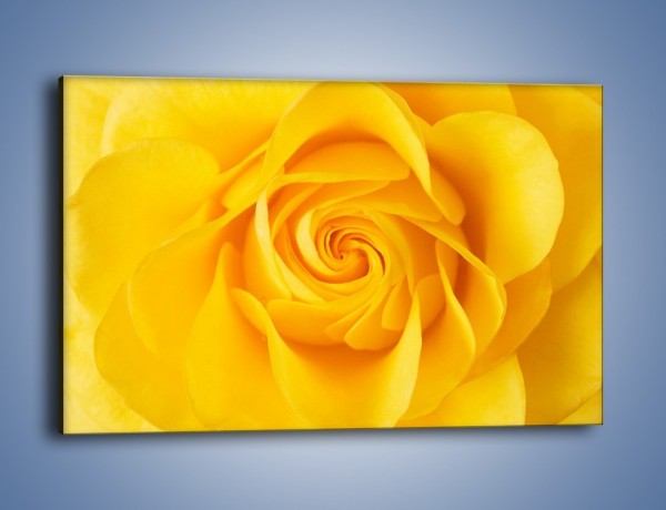 Obraz na płótnie – Moc żółtej róży – jednoczęściowy prostokątny poziomy K989