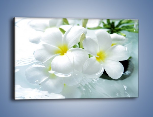Obraz na płótnie – Białe kwiaty w potoku – jednoczęściowy prostokątny poziomy K991