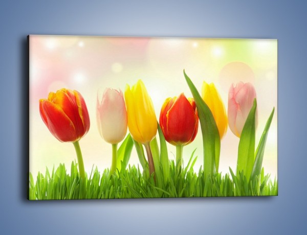 Obraz na płótnie – Sześć małych tulipanków – jednoczęściowy prostokątny poziomy K996