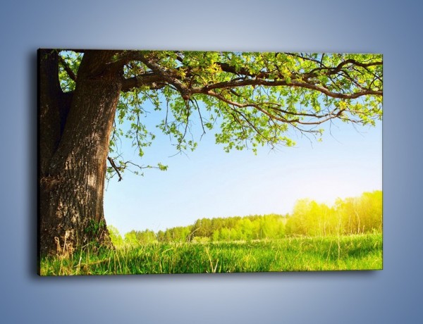 Obraz na płótnie – Drzewo na wsi – jednoczęściowy prostokątny poziomy KN024