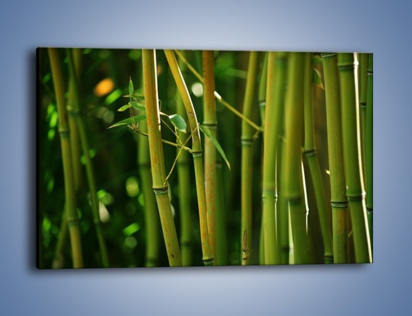 Obraz na płótnie – Bambusowe łodygi z bliska – jednoczęściowy prostokątny poziomy KN118