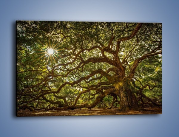 Obraz na płótnie – Drzewo które ma tysiąc rąk – jednoczęściowy prostokątny poziomy KN1186A