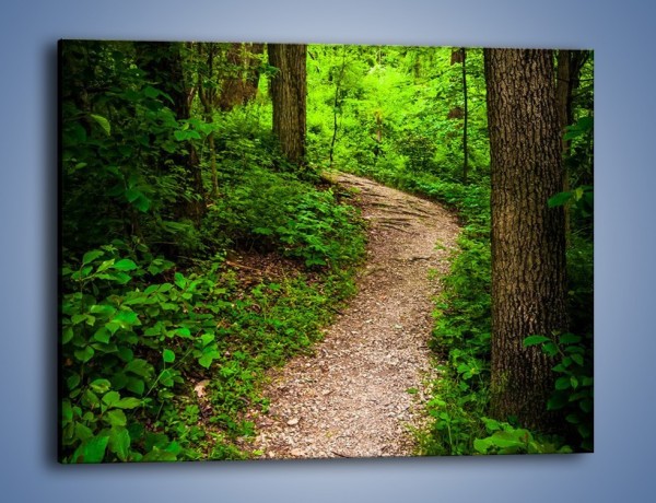 Obraz na płótnie – Wąską ścieżką leśną – jednoczęściowy prostokątny poziomy KN1296A