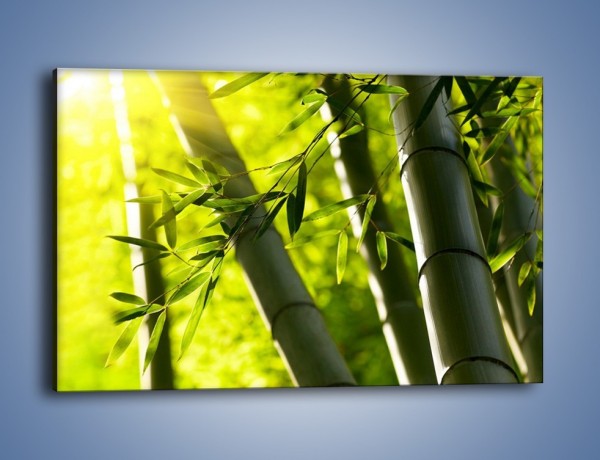Obraz na płótnie – Twarde łodygi bambusa – jednoczęściowy prostokątny poziomy KN1314A