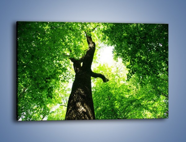 Obraz na płótnie – Drzewo bardzo wysokie – jednoczęściowy prostokątny poziomy KN344
