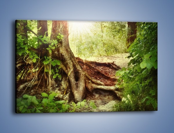 Obraz na płótnie – Mocny korzeń starego drzewa – jednoczęściowy prostokątny poziomy KN555