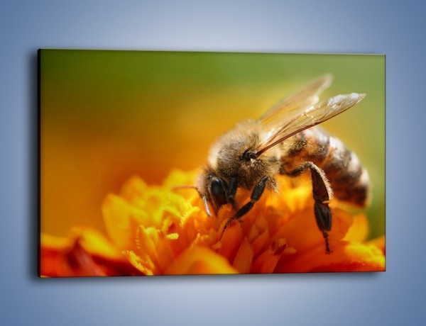 Obraz na płótnie – Pszczoła zbierająca nektar – jednoczęściowy prostokątny poziomy Z002