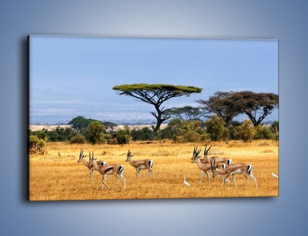 Obraz na płótnie – Antylopy w słonecznej afryce – jednoczęściowy prostokątny poziomy Z003