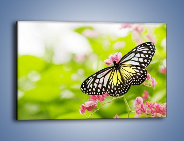 Obraz na płótnie – Motyl w letni poranek – jednoczęściowy prostokątny poziomy Z004