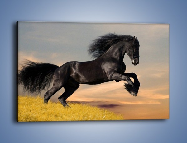 Obraz na płótnie – Czarny koń w galopie – jednoczęściowy prostokątny poziomy Z008