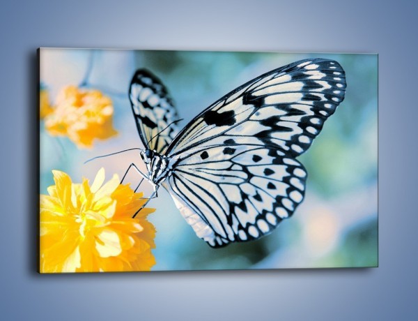 Obraz na płótnie – Motyw zebry w motylu – jednoczęściowy prostokątny poziomy Z010