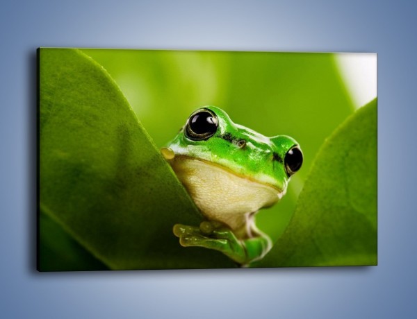 Obraz na płótnie – Zielony świat żabki – jednoczęściowy prostokątny poziomy Z014