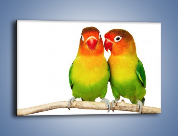 Obraz na płótnie – Sekrety uśmiechniętych papug – jednoczęściowy prostokątny poziomy Z017