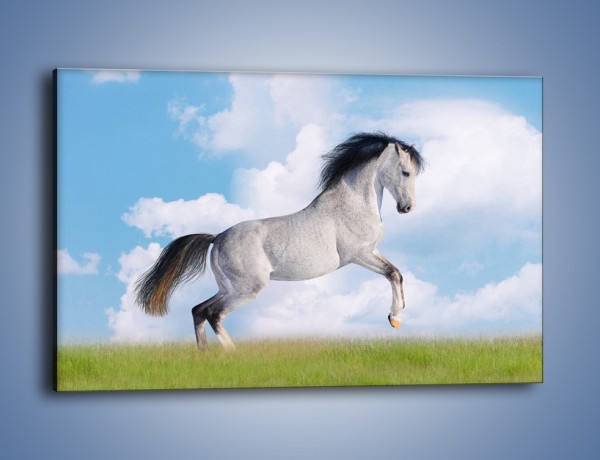 Obraz na płótnie – Białe obłoki i koń – jednoczęściowy prostokątny poziomy Z019