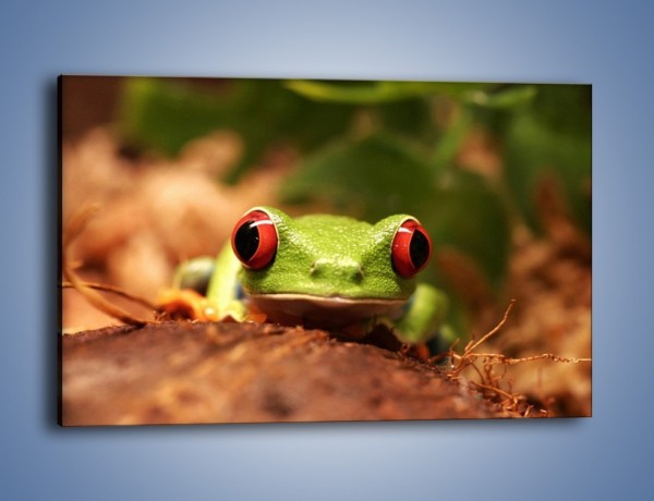Obraz na płótnie – Bystre oczka małej żabki – jednoczęściowy prostokątny poziomy Z023