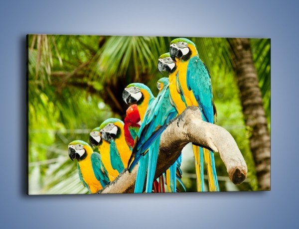 Obraz na płótnie – Kolorowe papugi w szeregu – jednoczęściowy prostokątny poziomy Z029