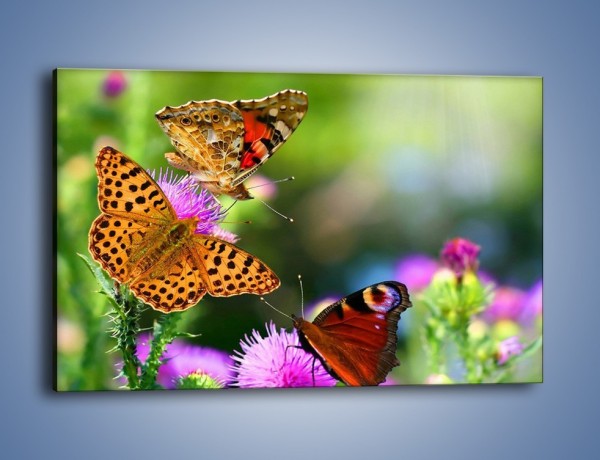 Obraz na płótnie – Świat kolorowych motyli – jednoczęściowy prostokątny poziomy Z053