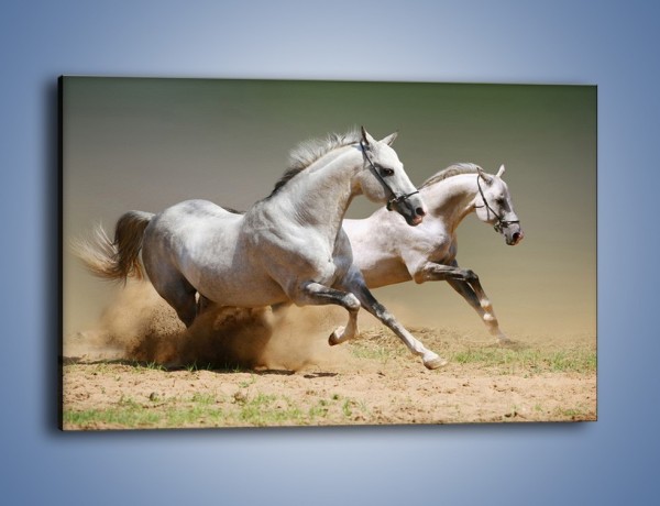 Obraz na płótnie – Białe konie w pustynnym galopie – jednoczęściowy prostokątny poziomy Z055