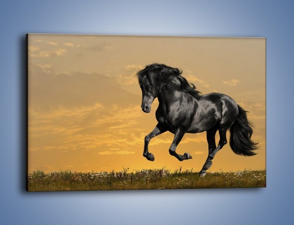 Obraz na płótnie – Bieg z koniem po polanie – jednoczęściowy prostokątny poziomy Z057