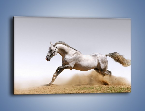 Obraz na płótnie – Srebrny koń w galopie – jednoczęściowy prostokątny poziomy Z062