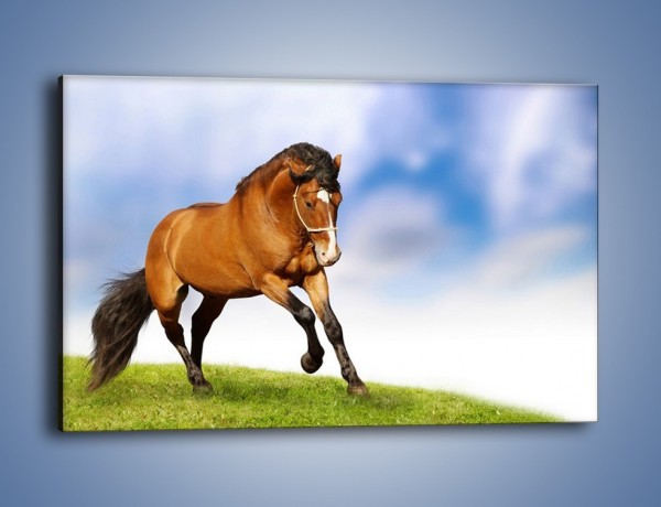 Obraz na płótnie – Przejażdżka na brązowym koniu – jednoczęściowy prostokątny poziomy Z064
