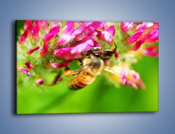 Obraz na płótnie – Pszczoły kochają kwiaty – jednoczęściowy prostokątny poziomy Z065
