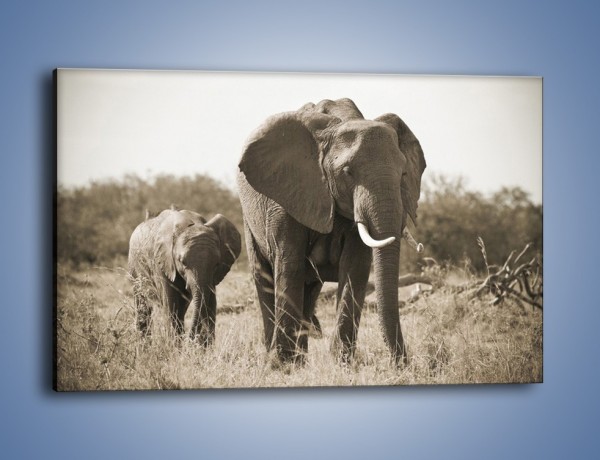 Obraz na płótnie – Wędrówki słoni przez sawannę – jednoczęściowy prostokątny poziomy Z081