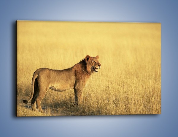 Obraz na płótnie – Czujny wzrok lwicy – jednoczęściowy prostokątny poziomy Z091
