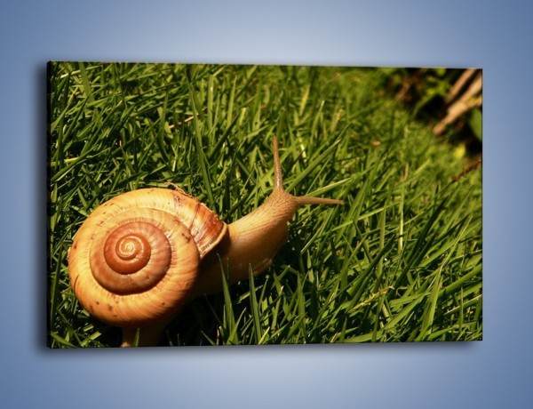 Obraz na płótnie – Z ślimakiem przez łąkę – jednoczęściowy prostokątny poziomy Z103