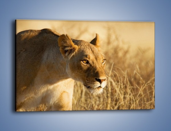 Obraz na płótnie – Polowanie z lwicą – jednoczęściowy prostokątny poziomy Z132