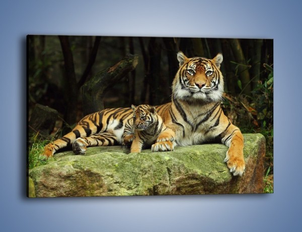 Obraz na płótnie – Tygrysia mamusia z maleństwem – jednoczęściowy prostokątny poziomy Z138
