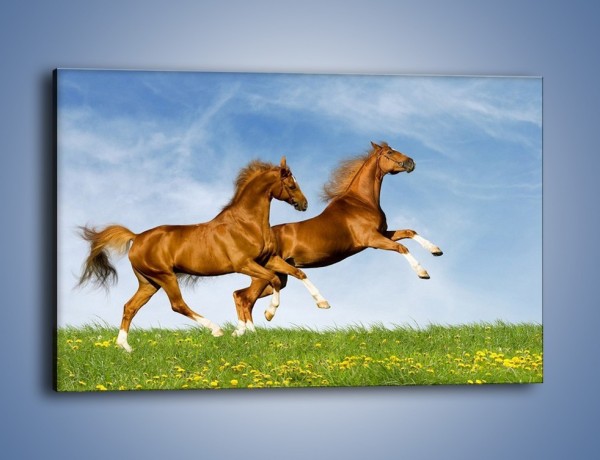 Obraz na płótnie – Skok przez pole z końmi – jednoczęściowy prostokątny poziomy Z147