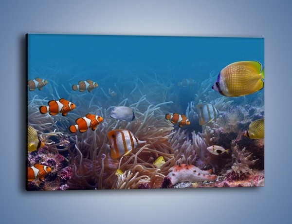 Obraz na płótnie – Ocean i jego kolorowi towarzysze – jednoczęściowy prostokątny poziomy Z168