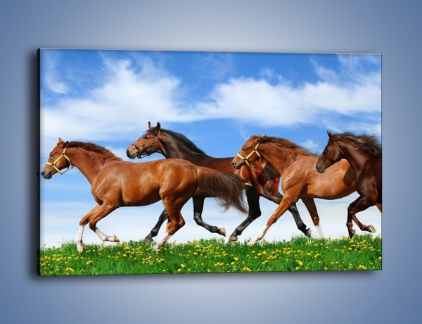 Obraz na płótnie – Galopujące stado brązowych koni – jednoczęściowy prostokątny poziomy Z172