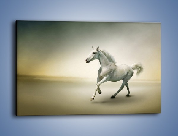 Obraz na płótnie – Samotny wieczór z białym koniem – jednoczęściowy prostokątny poziomy Z175