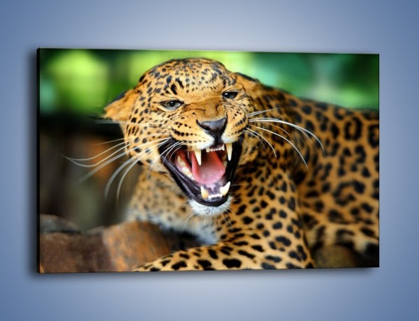 Obraz na płótnie – Jaguar z pazurem – jednoczęściowy prostokątny poziomy Z184