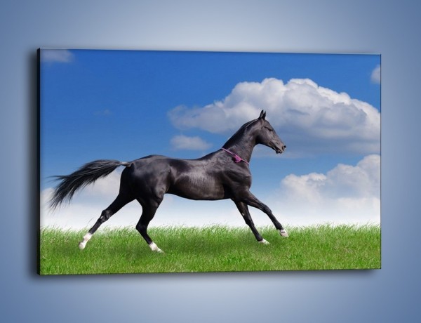 Obraz na płótnie – Dziki koń w biegu – jednoczęściowy prostokątny poziomy Z194