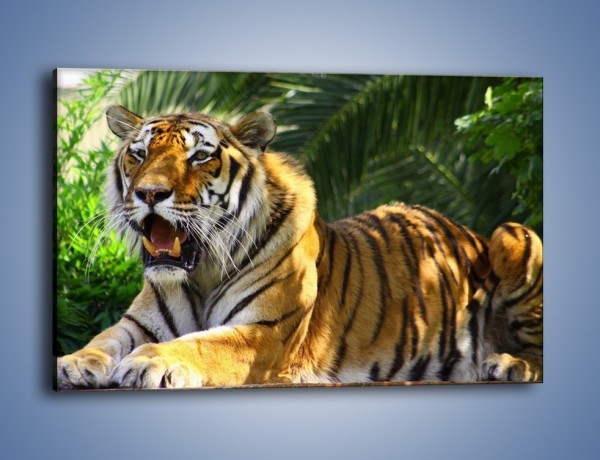 Obraz na płótnie – Cała duma tygrysa – jednoczęściowy prostokątny poziomy Z199
