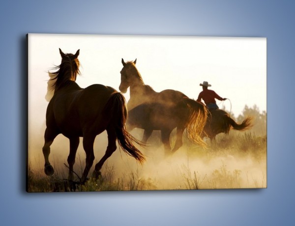 Obraz na płótnie – Cowboy wśród koni – jednoczęściowy prostokątny poziomy Z206