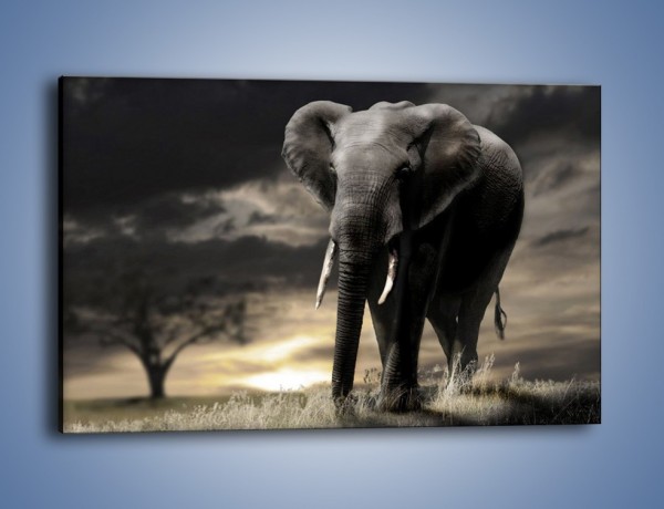 Obraz na płótnie – Smutna wędrówka słoni – jednoczęściowy prostokątny poziomy Z207