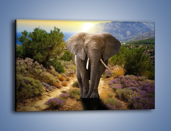 Obraz na płótnie – Moc i potęga słonia – jednoczęściowy prostokątny poziomy Z210