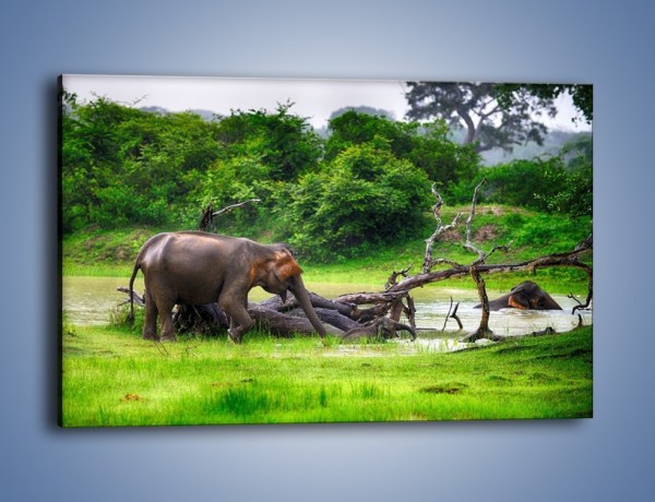 Obraz na płótnie – Kąpiel ze słoniem – jednoczęściowy prostokątny poziomy Z216